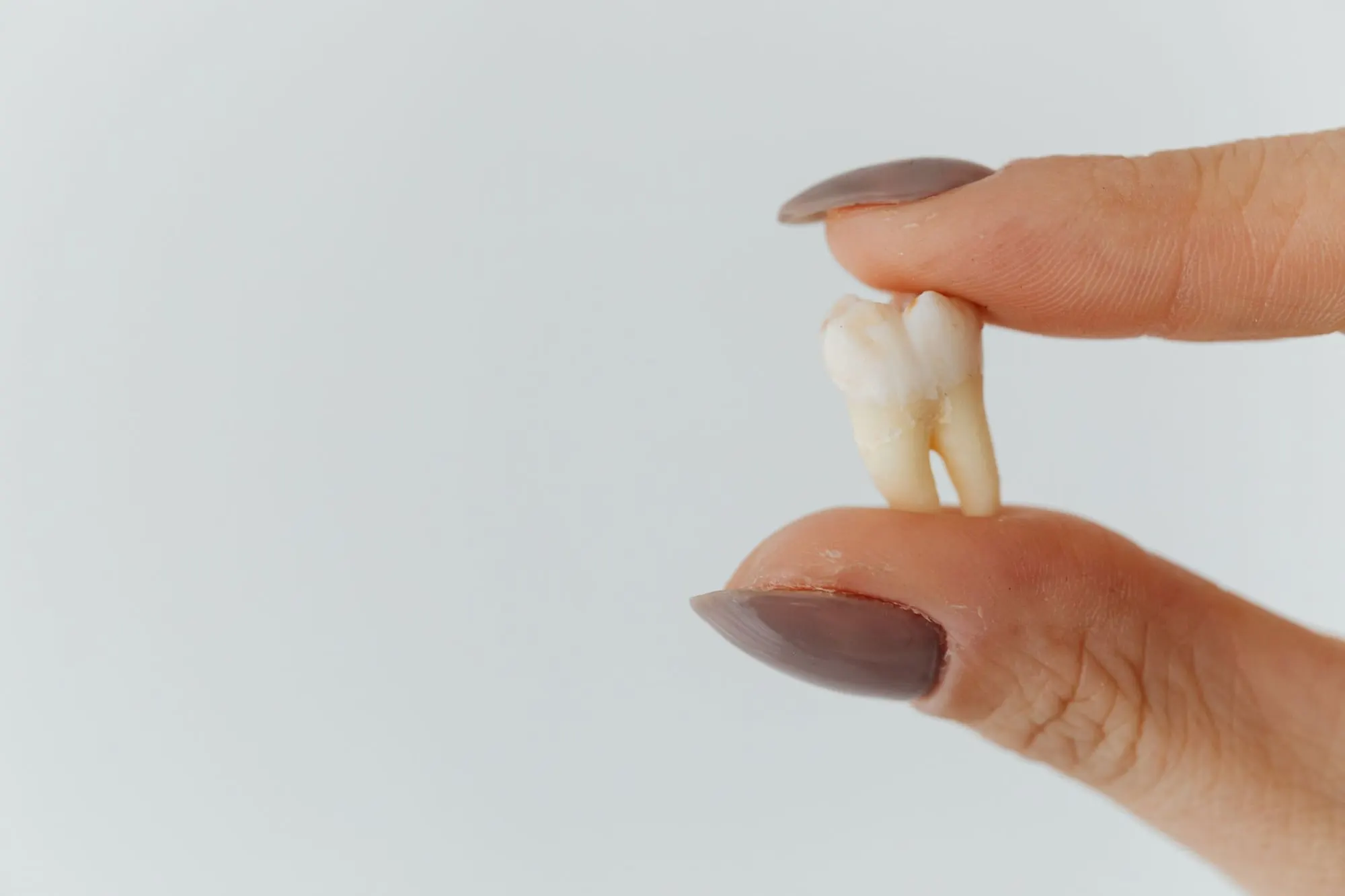 A removed tooth held between fingertips